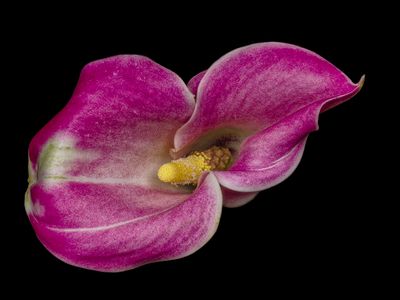 2024-11-27-11.09.30 ZS PMax_openWith.jpg