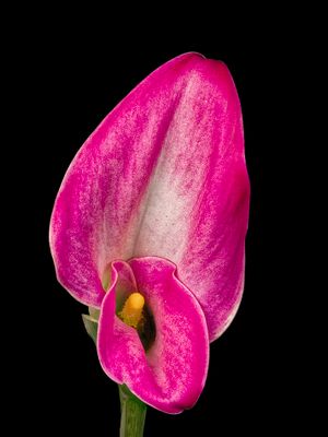 2024-11-26-11.31.26 ZS PMax_openWith.jpg