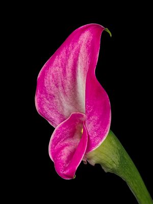 2024-11-26-11.43.24 ZS PMax_openWith.jpg
