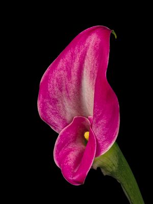 2024-11-26-12.00.29 ZS PMax_openWith.jpg