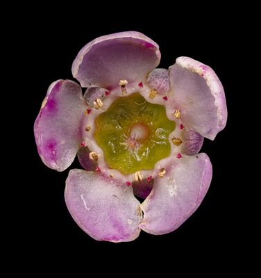 2025-02-27-05.05.11 ZS PMax_openWith.jpg