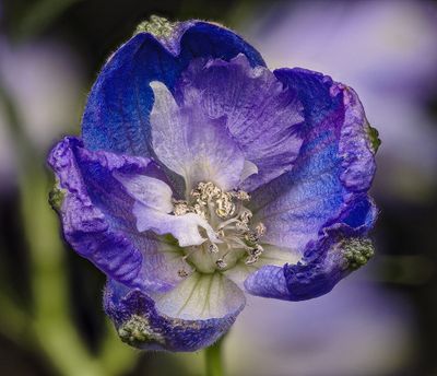 2025-03-08-02.41.00 ZS PMax_openWith.jpg