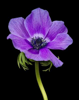 2025-03-10-16.34.09 ZS PMax_openWith.jpg