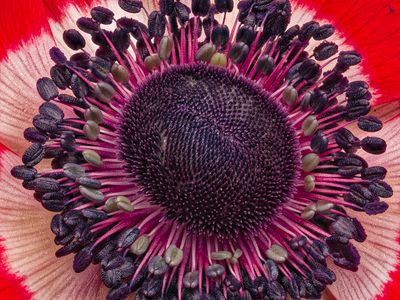 2025-03-11-15.54.27 ZS PMax_openWith.jpg