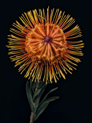 2025-03-19-12.20.04 ZS PMax_openWith.jpg