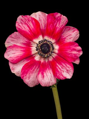 2025-04-08-14.31.40 ZS PMax_openWith.jpg