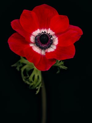 2025-04-13-12.39.05 ZS PMax_openWith.jpg