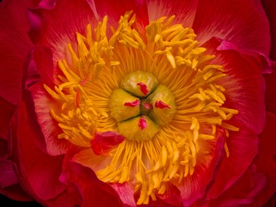 2025-04-25-12.20.54 ZS PMax_openWith.jpg