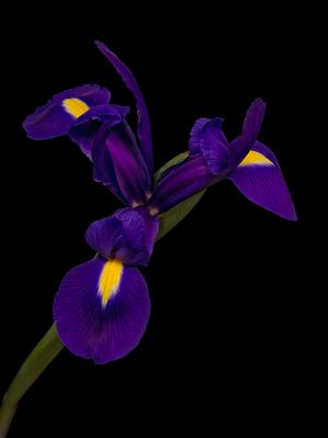 Iris