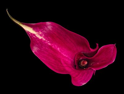 Calla Lily