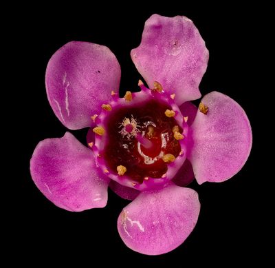 Wax Flower