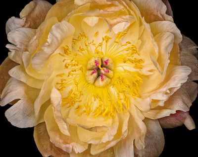 Peony