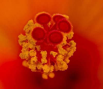 Hibiscus