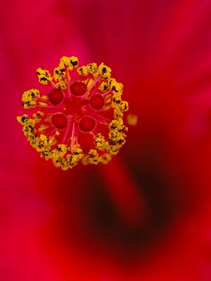 Hibiscus