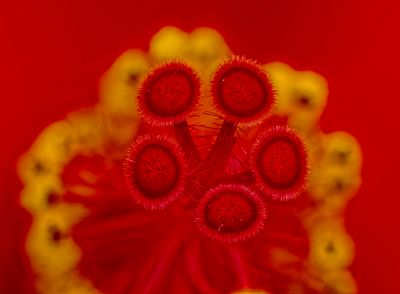 Hibiscus