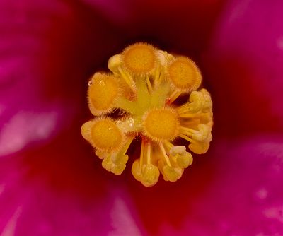 Hibiscus