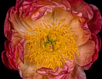 Peony