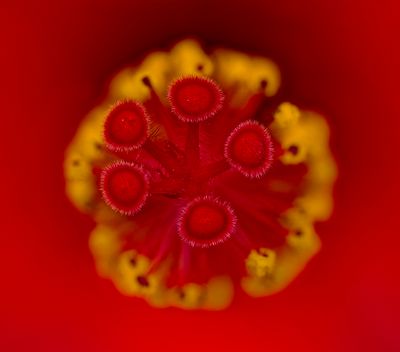 Hibiscus