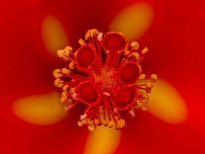 Hibiscus