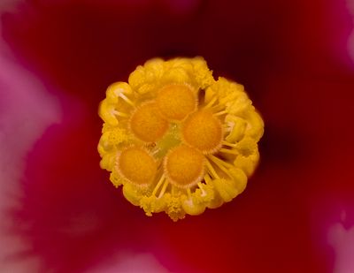 Hibiscus