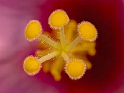 Hibiscus