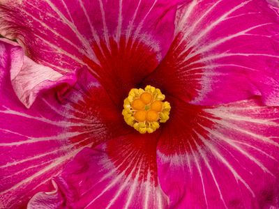 Hibiscus