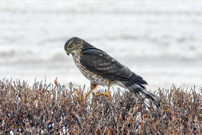 Sharp Shinned Hawk