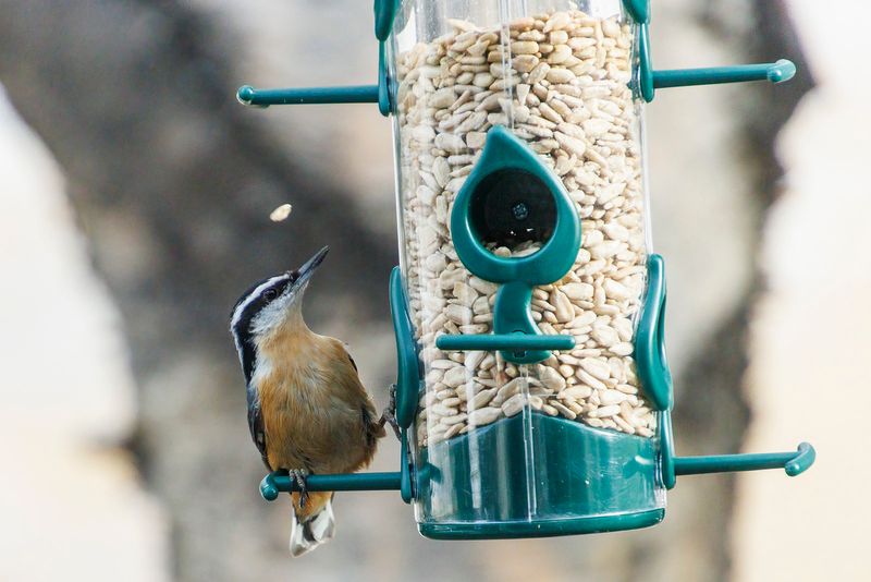 Red Breasted Nuthatch