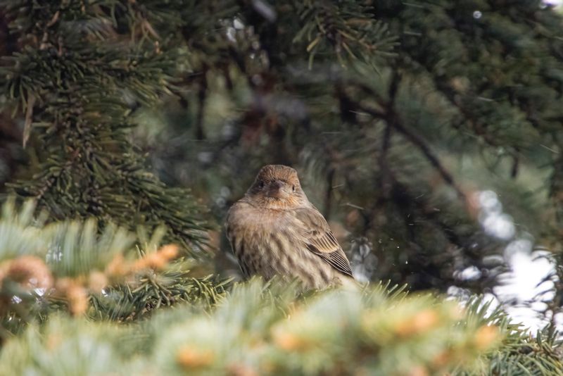 House Finch