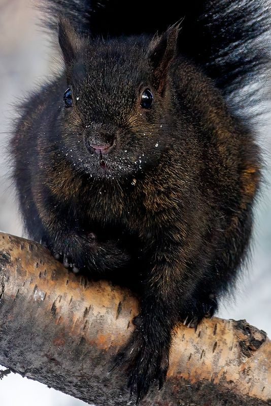 Black Squirrel