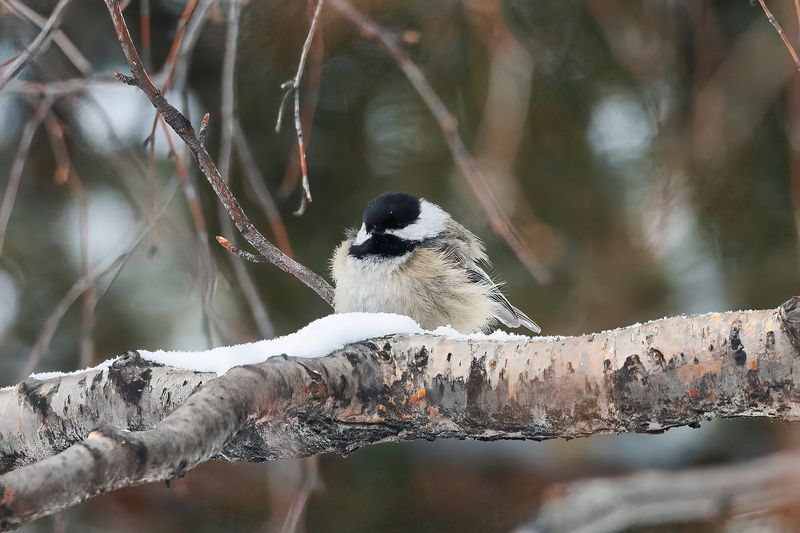 Black Capped Chickadee