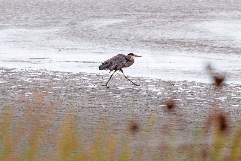 Heron on a mission 