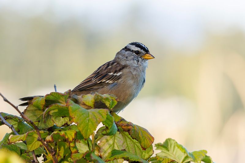 White crowned sparrow 