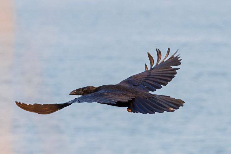 Raven flight