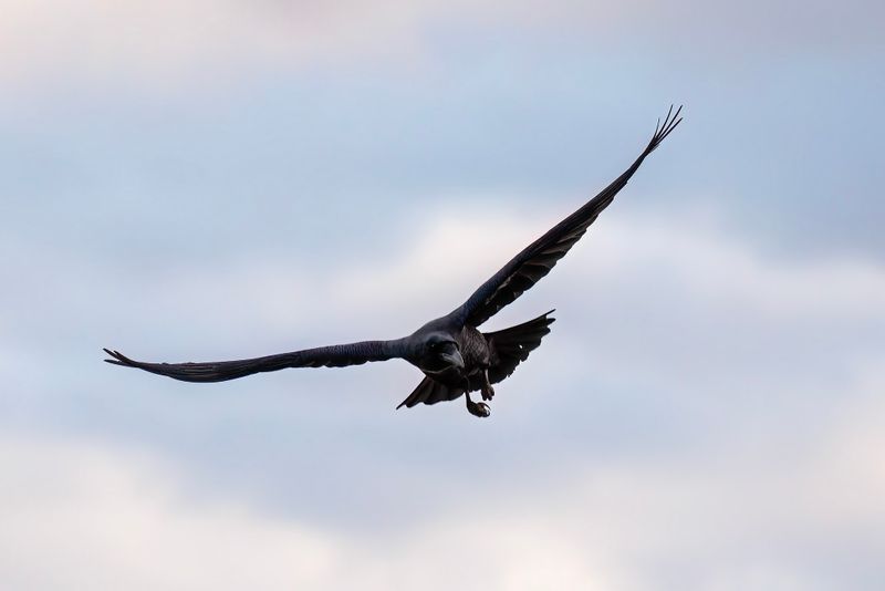 Raven aerobatics