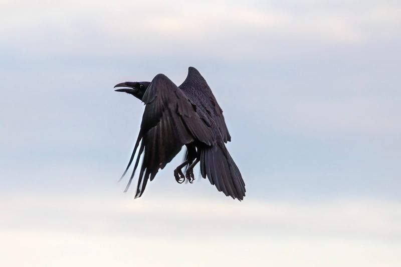 Raven aerobatics