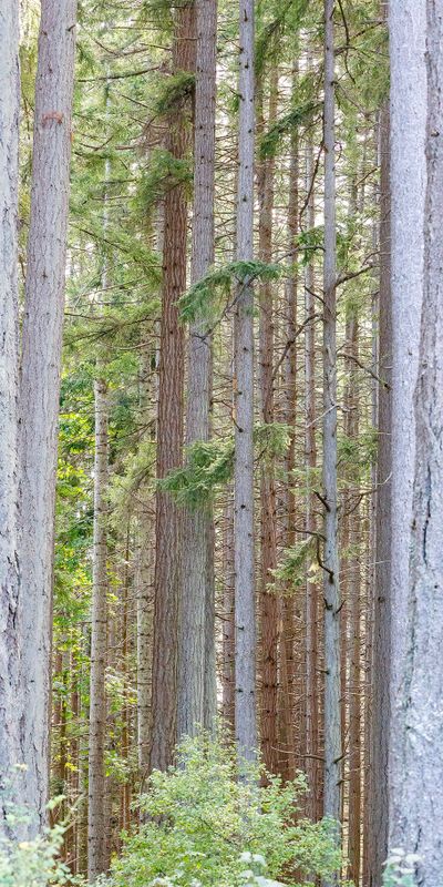 Couldnt see the forest for the trees