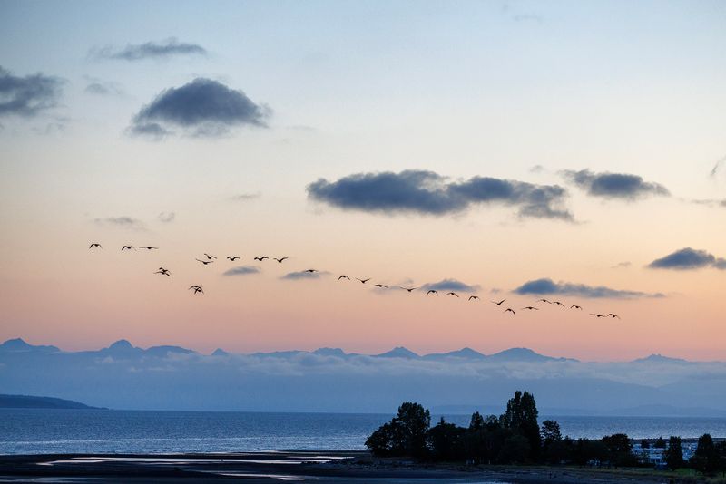 Sunrise Canada goose flight
