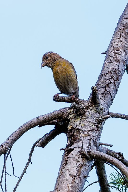 Red crossbill