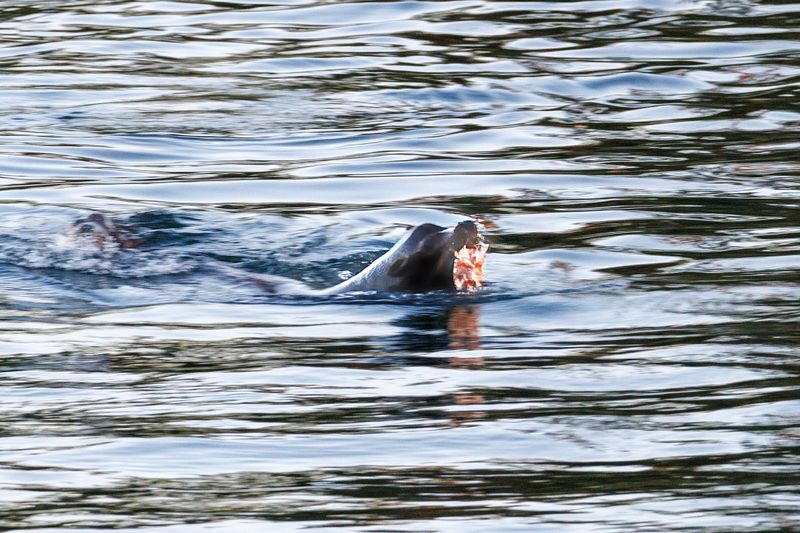 Sea lion with salmon