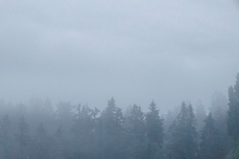 A foggy day