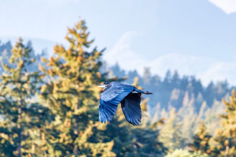 Great blue heron in flight
