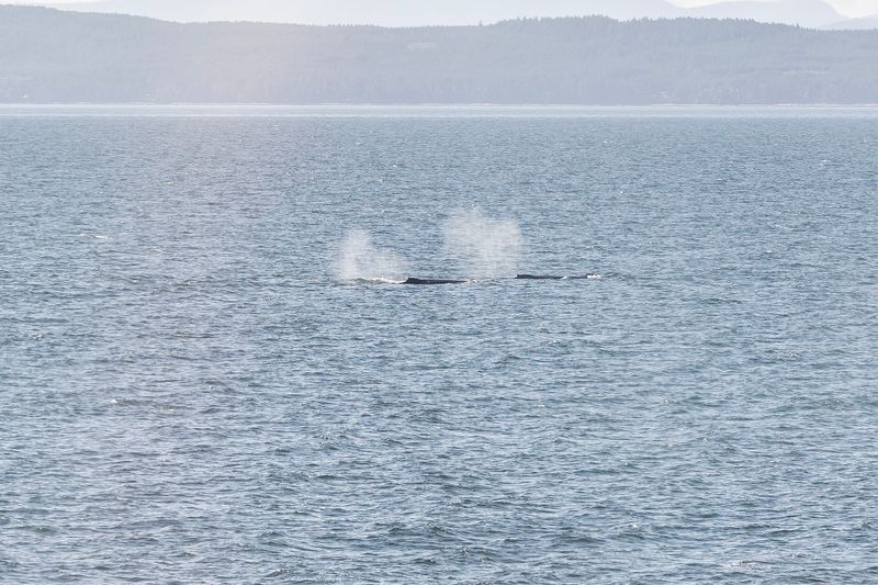 Humpback whales 