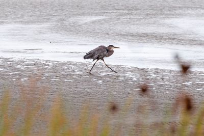 Heron on a mission 