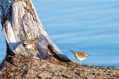 Killdeer 