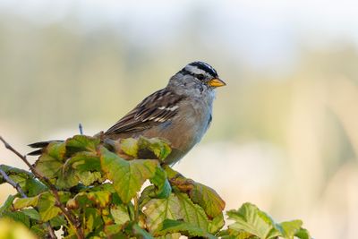 White crowned sparrow 