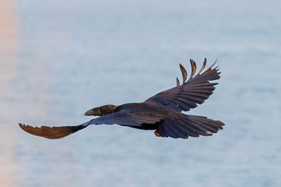 Raven flight