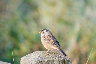 White crowned sparrow