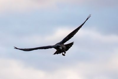 Raven aerobatics