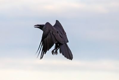 Raven aerobatics